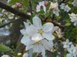 Spring is one of the best times of the year to visit the North Georgia Mountains. We not only celebrate the apples in the Fall in Gilmer County, we celebrate the beauty of the blossoms in the Spring. 